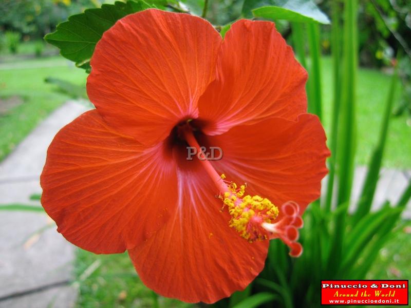 Papua Walindi (New Britain) - 08.jpg